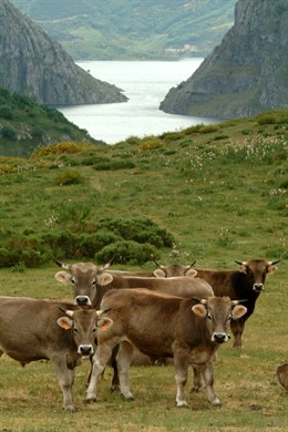 Bueyes del Valle del Esla 