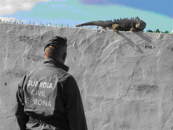 El Seprona encuentra una iguana abandonada en Tenerife