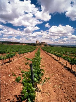 Viñedo De Bodegas Torres