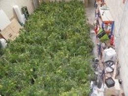 Plantas de marihuana incautadas por la Policía Local de Vitoria.