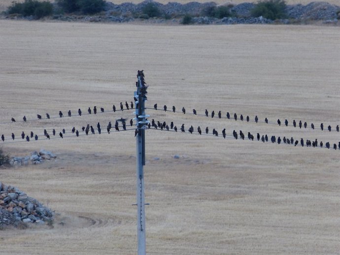 Pájaros posados en una torre y cables eléctricos
