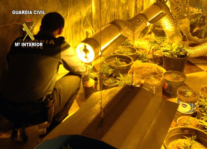 Una planta de producción de marihuana