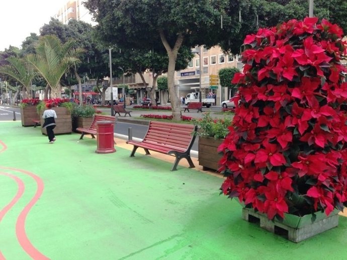 Flores de Pascua en Las Palmas de Gran Canaria