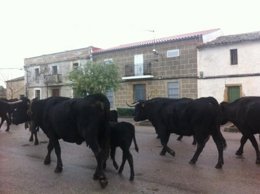 Vacas