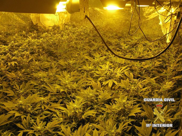 Cultivo de marihuana detectado en Novelda