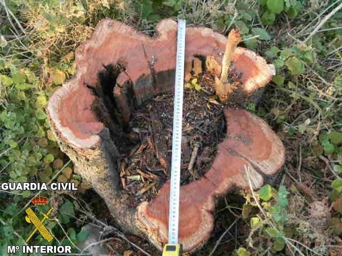Árboles talados en Benaguasil