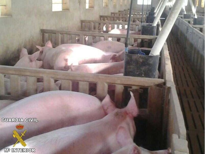 Granja de cerdos en Quatretonda