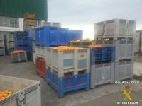 Detenidos dos responsables de empresas por compra ilegal de naranjas e intervenidos 31.000 kilos
