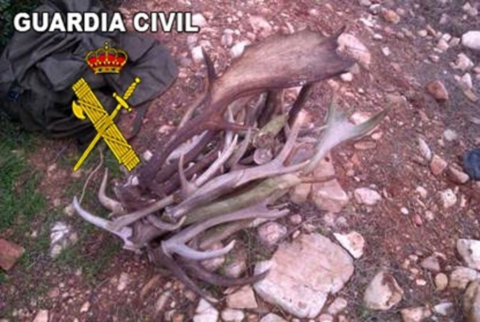 Cuernas del desmogue de venados y gamos que llevaban los imputados.