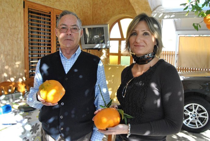 Un vecino de La Ribera recolecta, en su jardín,  una naranja de casi 1 kilo