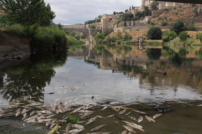 Peces Muertos En El Río Tajo