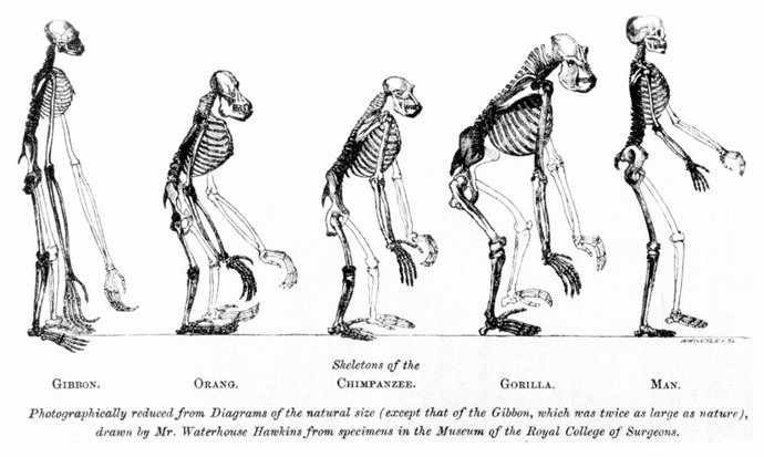 Evolución del Ser Humano