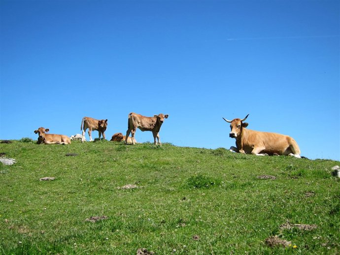Ganado En Picos De Europa