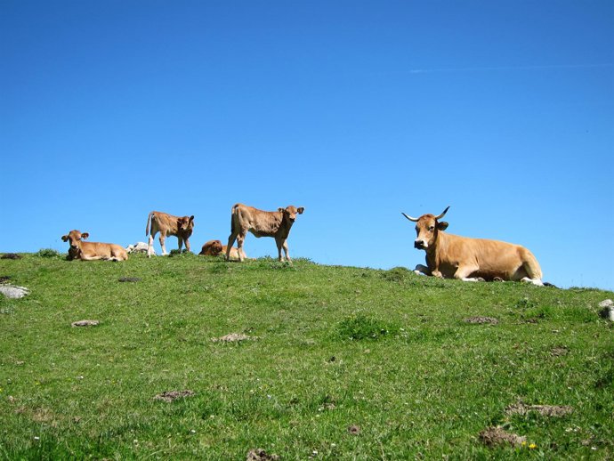 Ganado En Picos De Europa