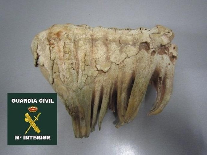 Muela de elegante intervenida en el aeropuerto de Málaga