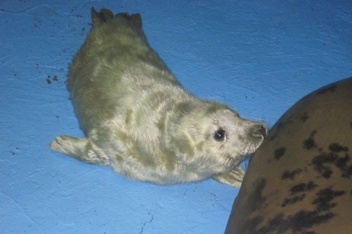 Foca gris recién nacida