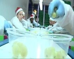 Un operario prepara las "miniuvas"