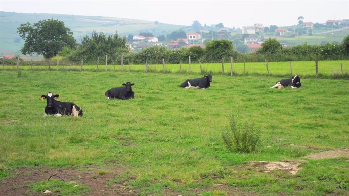 Vacas En Un Prado