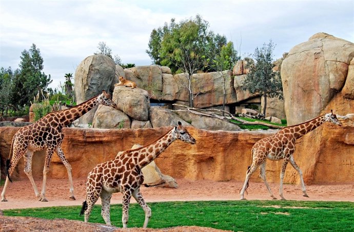 Imagen de la zona de la 'sabana' evocada en Bioparc