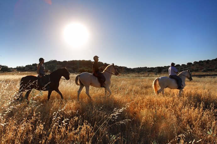 Paseos a caballo