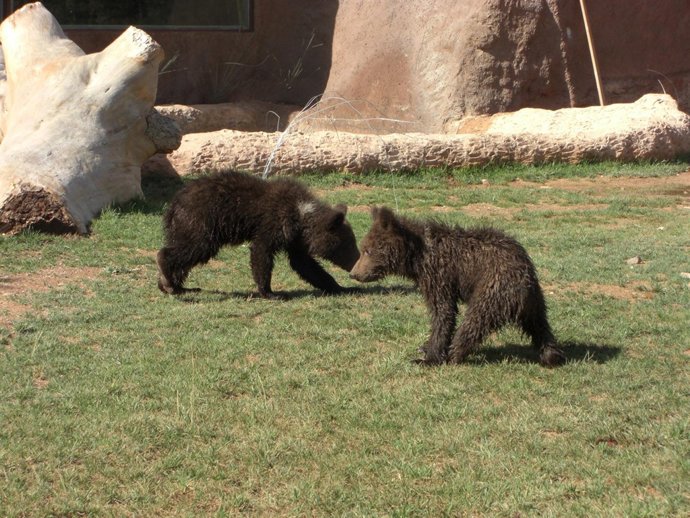 Los primeros osos nacidos en Murcia, Yaqui y Nuca