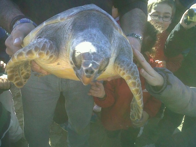 Suelta de ejemplares de tortuga boba