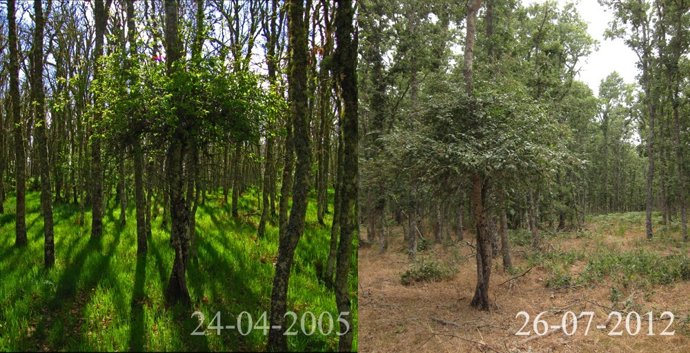 Zona de la genestosa en la actualidad y en 2005 según Ecologistas en Acción