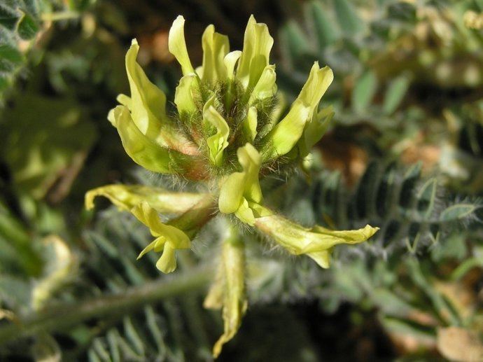 Garbancillo de Tallante  