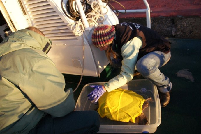 Voluntarios de Promar atienden a 'Luisito' antes de su liberación