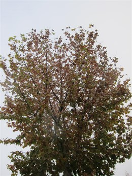 Otoño, árboles, frío, nublado, tiempo, hojas