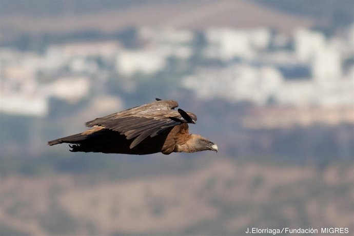 CSIC describe procedimiento para reducir las colisiones de buitres