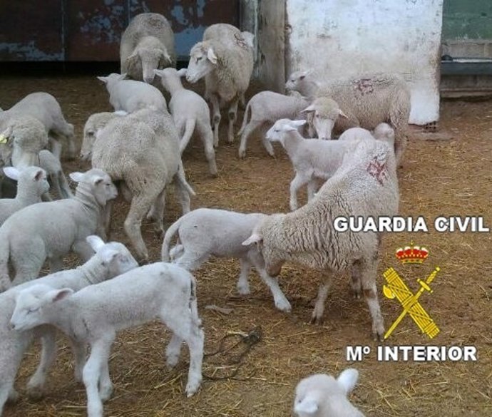 Guardia Civil