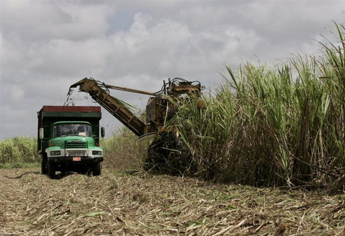 Recogida De La Caña De Azucar En Cuba