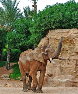 Pambo, en la sabana de Bioparc
