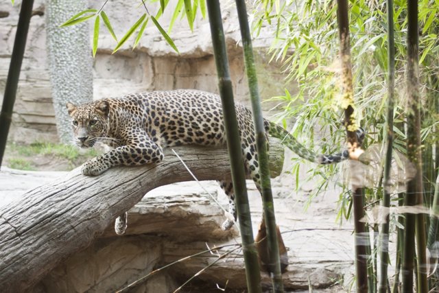 Leopardo De Sri Lanka Que Está En Biopar Fuengirola Málaga Animal Conservación