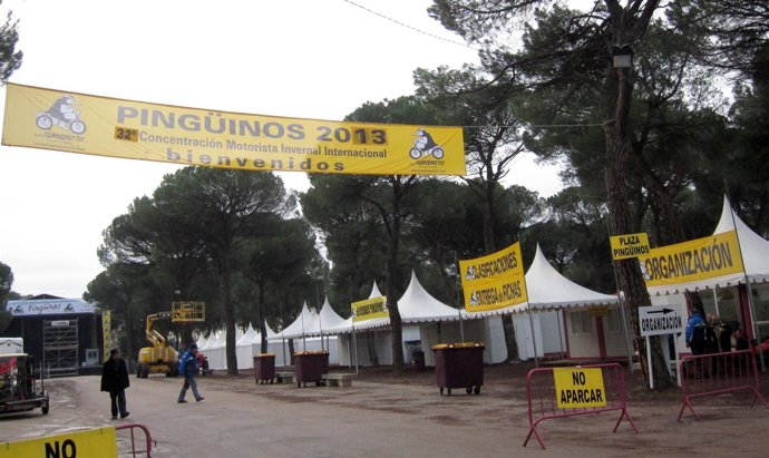 Concentración Pingüinos