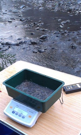 Repoblacion de angulas en la cuenca del Urola
