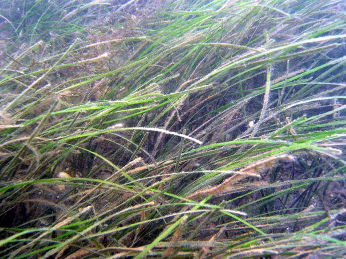 Fanerógama marina Zostera noltii 