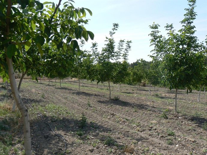 Control de plagas del nogal en Moratalla