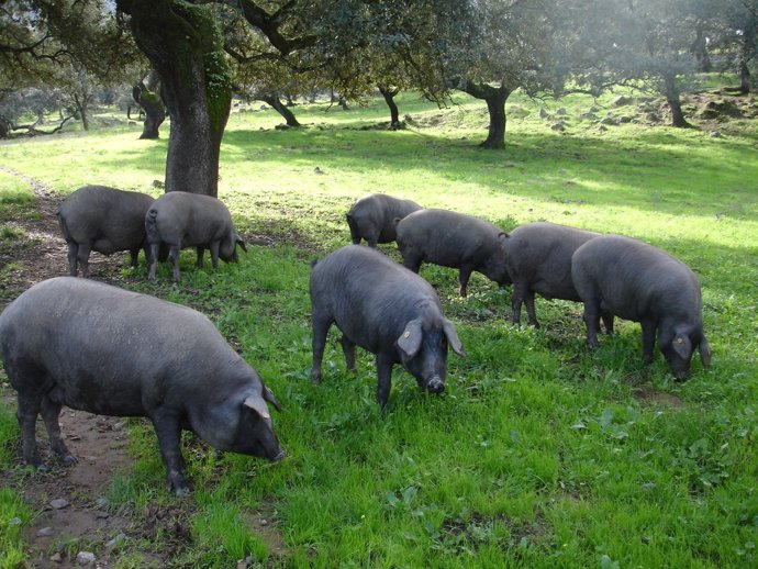 Modifican el metabolismo de los cerdos para que generen carne menos grasa