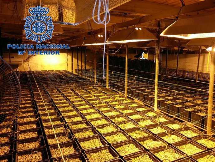 Las 3.000 plantas de marihuana intervenidas en Palma