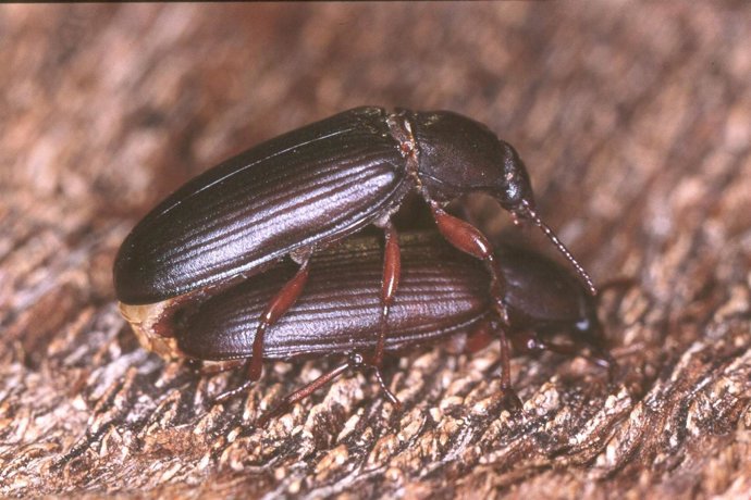 Escarabajo de la harina 