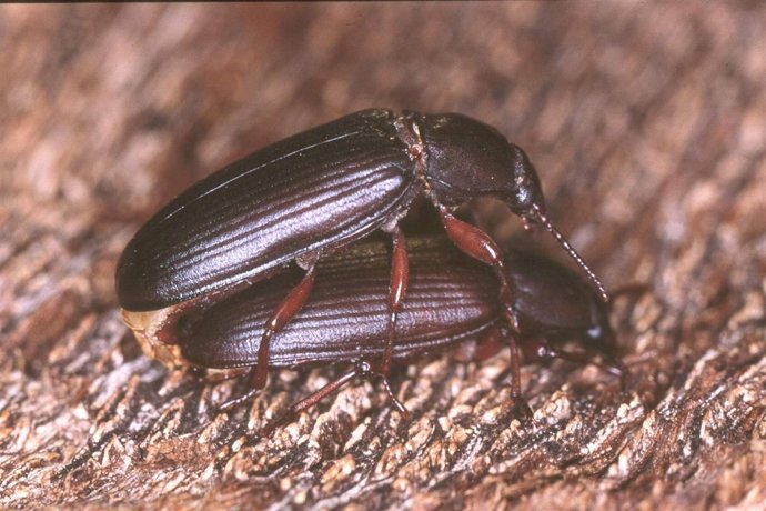 Escarabajo de la harina 