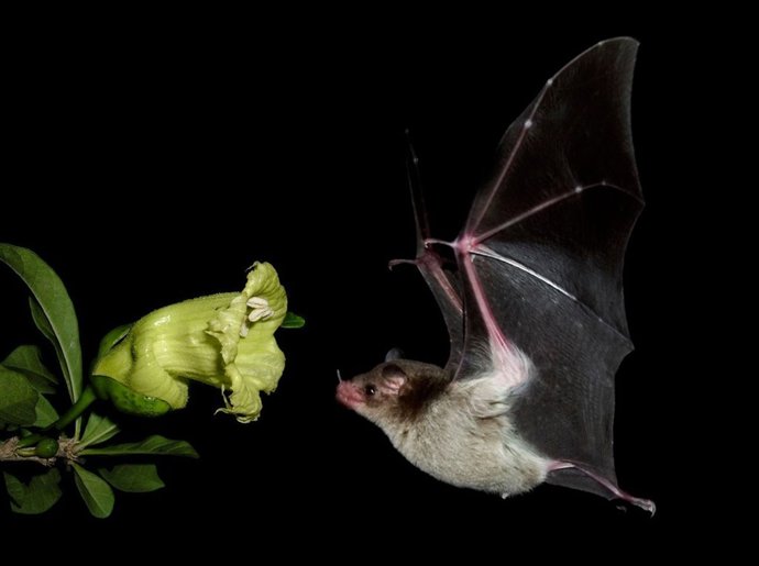 Vigo Foto Murcielagos