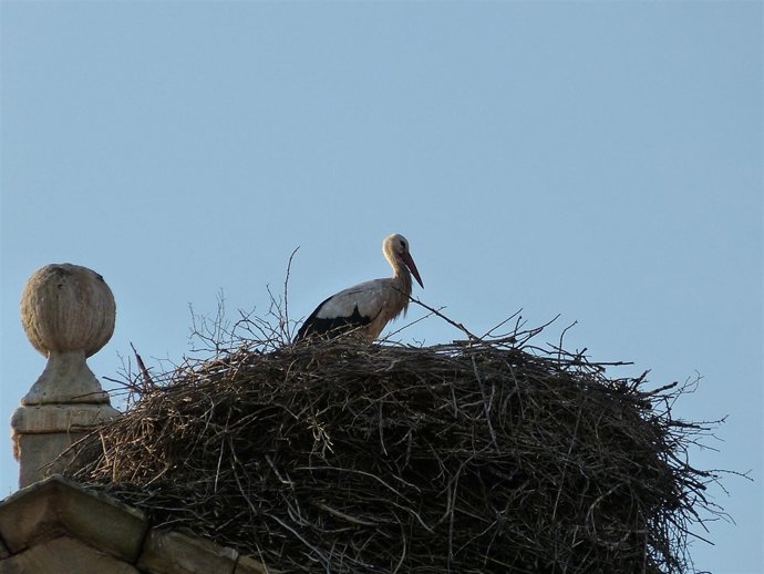 Cigüeña, nido de cigüeñas, ave migratoria, aves migratorias