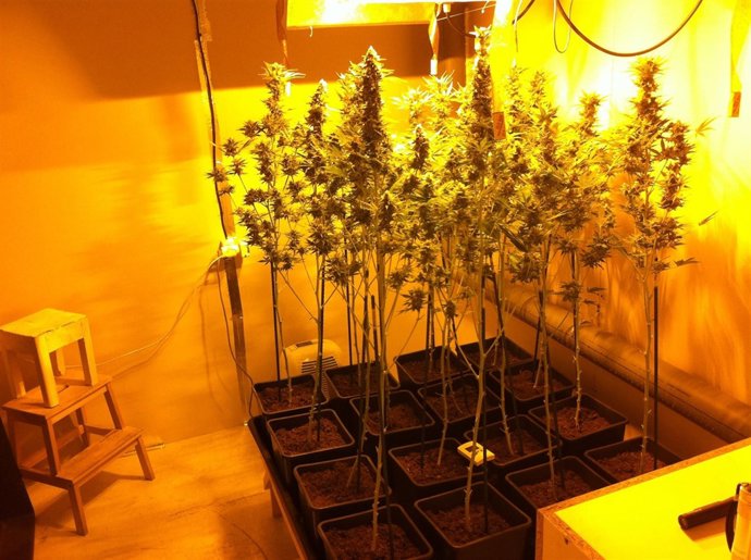 Marihuana requisada en Bilbao