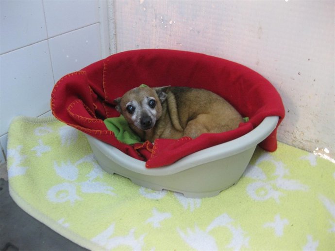 Chihuahua abandonado en Mataró