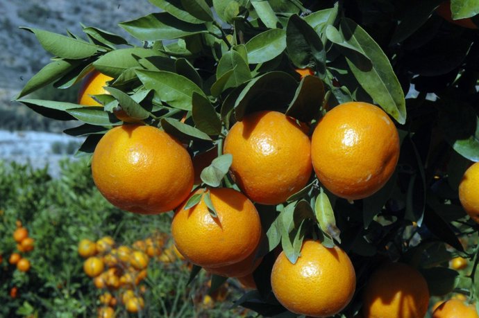 Naranjas