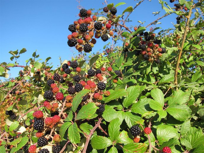 Mora, Fruto, Moras, Zarza
