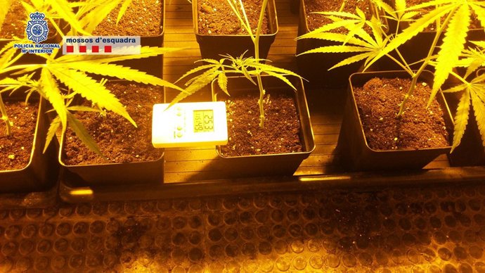 Plantación de marihuana que gestionaban los detenidos